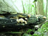 Xylaria cubensis image