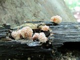 Xylaria cubensis image