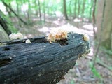 Xylaria cubensis image
