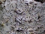 Phaeographis dendritica image