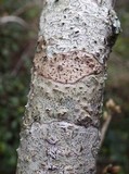 Phaeographis dendritica image