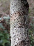 Arthonia ilicina image
