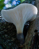 Omphalotus nidiformis image