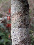 Phaeographis dendritica image