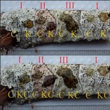 Phaeographis dendritica image
