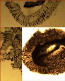 Phaeographis dendritica image