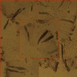 Phaeographis dendritica image
