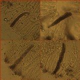 Phaeographis dendritica image
