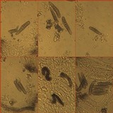 Phaeographis dendritica image