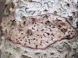 Arthonia ilicina image