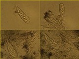 Arthonia ilicina image