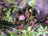 Spinellus fusiger image