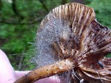 Spinellus fusiger image