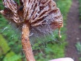 Spinellus fusiger image