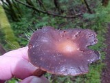 Spinellus fusiger image