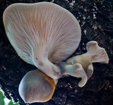 Omphalotus nidiformis image