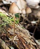 Mycena inclinata image