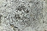 Porpidia albocaerulescens var. albocaerulescens image