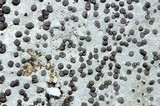 Porpidia albocaerulescens var. albocaerulescens image