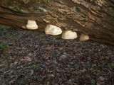 Fomes excavatus image
