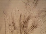 Morchella diminutiva image