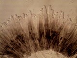 Morchella diminutiva image