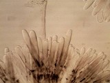 Morchella diminutiva image