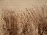 Morchella diminutiva image
