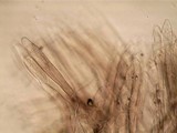 Morchella diminutiva image