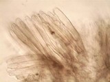 Morchella diminutiva image