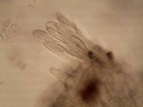 Morchella diminutiva image