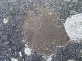 Verrucaria macrostoma f. macrostoma image