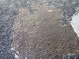 Verrucaria macrostoma f. macrostoma image