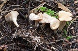 Clitocybe radicellata image