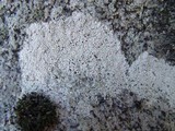 Diploschistes gypsaceus image