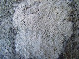 Diploschistes gypsaceus image