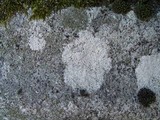 Diploschistes gypsaceus image