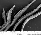 Gymnopilus viridans image