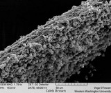 Gymnopilus viridans image