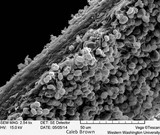 Gymnopilus viridans image