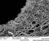 Gymnopilus viridans image