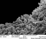 Gymnopilus viridans image