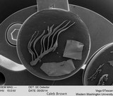 Gymnopilus viridans image