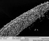 Gymnopilus viridans image