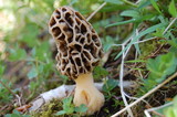 Morchella americana image