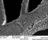 Gymnopilus viridans image