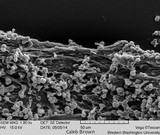 Gymnopilus viridans image