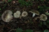 Russula variata image