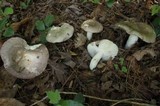 Russula variata image