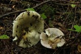 Russula cyanoxantha image